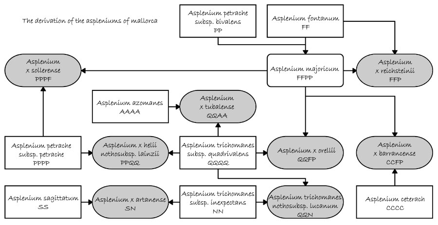 n__the_derivation_of_the_asplenium_of_mallorca.jpg