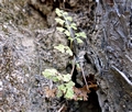 Anogramma leptophylla #0602.jpg