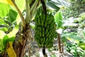 Banana plantation #1001.jpg