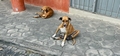 street dogs.jpg