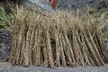 Sugar cane (harvested) #1201.jpg