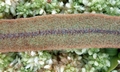 Elaphoglossum semicylindricum SJ19 #02.jpg