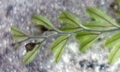 Hymenophyllum wilsonii SJ19 #01.jpg