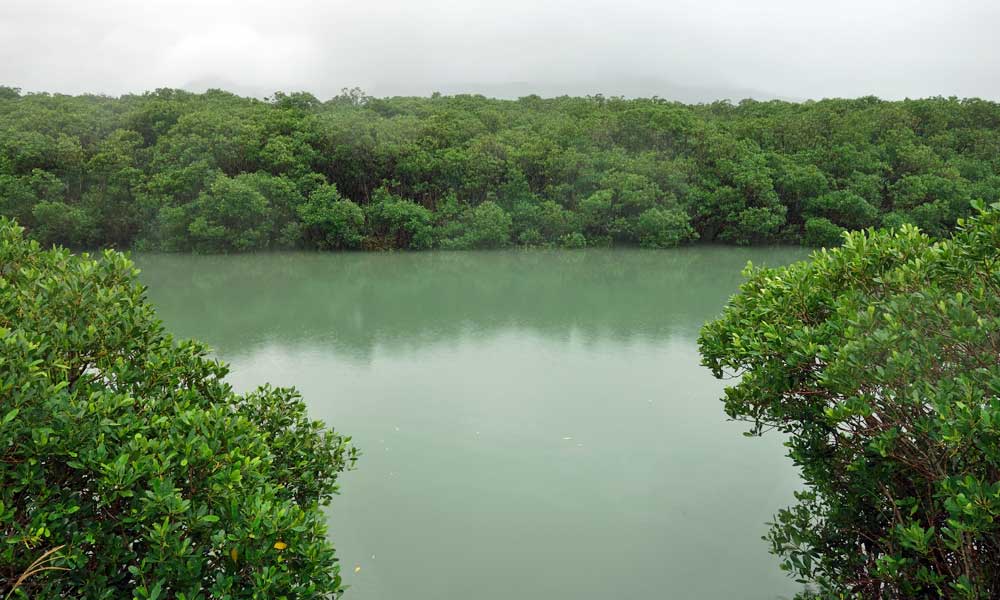 n_mangrove__s01.jpg