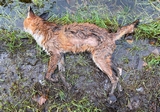 fox (dead).jpg