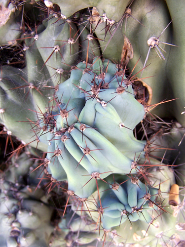 n_cactus.jpg