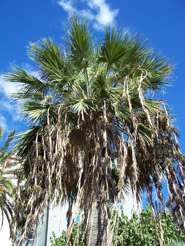 n_palm_trees.jpg