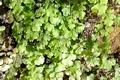 Adiantum capillus veneris 07.jpg