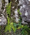 Asplenium billottii 03.jpg