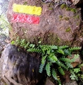Asplenium ceterach 01.jpg