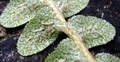 Asplenium ceterach 09.jpg