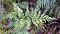 Asplenium onopteris 01.jpg