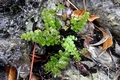 Asplenium petrache.jpg