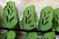 Asplenium trichomanes 02.jpg