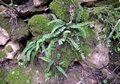 Asplenium trichomanes 07.jpg