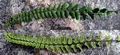 Asplenium trichomanes 10.jpg