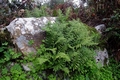 Polypodium cambricum 02.jpg
