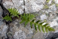 Polypodium sp. 01.jpg