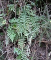 Polypodium sp. 02.jpg