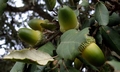 Acorns D03.jpg