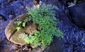 Adiantum capillus-veneris A01.jpg