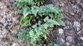 Asplenium adiantum-nigrum F01.jpg