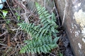 Asplenium billotii A01.jpg
