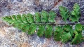 Asplenium billotii E01.jpg