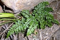 Asplenium billotii E02.jpg