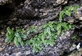 Asplenium marinum B01.jpg