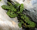 Asplenium petrarchae C02.jpg