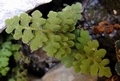 Asplenium petrarchae C04.jpg