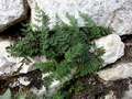 Cheilanthes acrostica C04.jpg