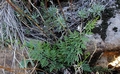 Cheilanthes guanchica F02.jpg