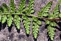 !!!Asplenium obovatum subsp lanceolatum M 06.jpg