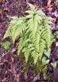 !!!Asplenium onopteris Ch 01.jpg