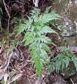 !!!Asplenium onopteris M 01.jpg