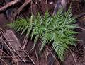 !!!Asplenium onopteris M 06.jpg