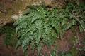 !!!Asplenium terorense Cc 01.jpg