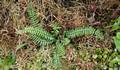 !!Asplenium anceps Af 01.jpg