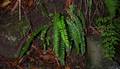 !!Asplenium anceps Cp 03.jpg