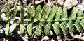 !!Asplenium anceps M 05.jpg