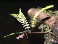 !!Asplenium anceps M 10.JPG