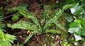!!Asplenium azoricum Ap 01.jpg