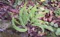!!Asplenium monanthes M 05.jpg