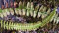 !!Asplenium monanthes M 10.jpg