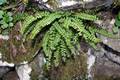 !!Asplenium trichomanes Cc 01.jpg