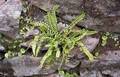 !!Asplenium trichomanes M 01.jpg