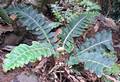 !Asplenium aureum Cg 03.jpg