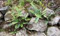 !Asplenium lolegnamense M 09.jpg